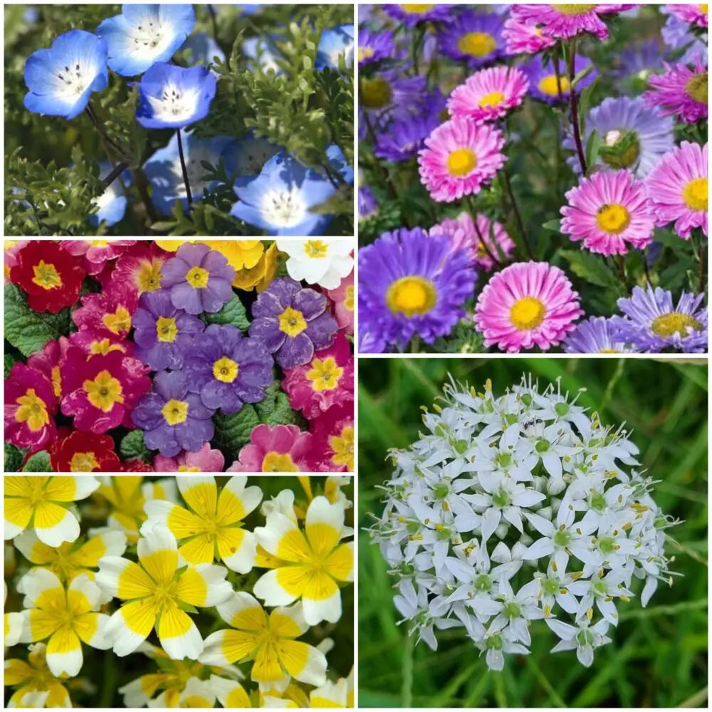 Low Growing Mix - Flower Seeds