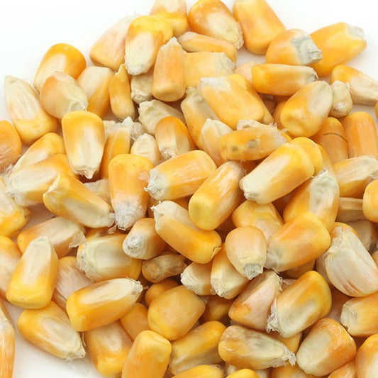 Organic Popping Corn (Popcorn)